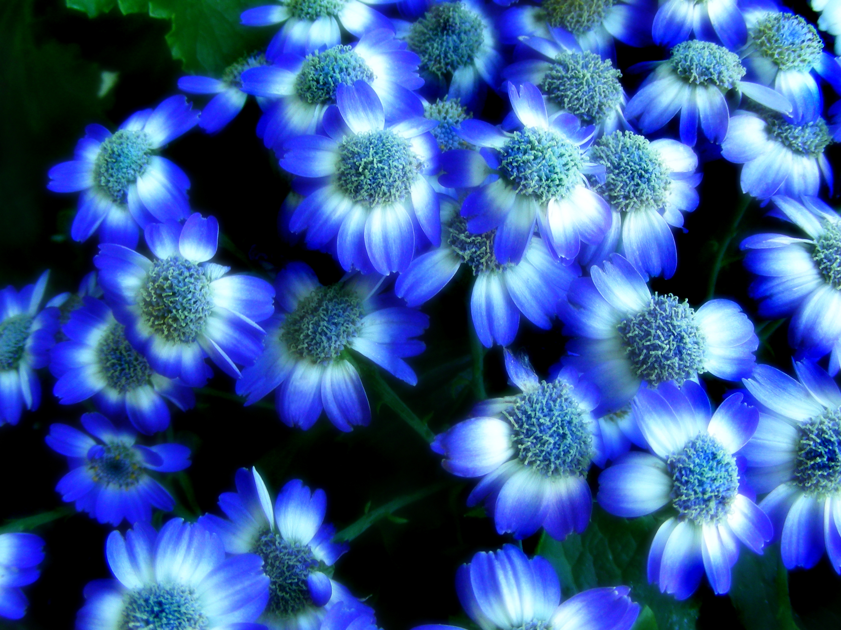 Blue And White Flowers Tumblr
